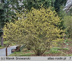 Corylopsis willmottiae