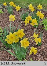 Narcissus King Alfred