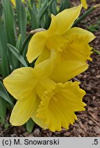 Narcissus King Alfred