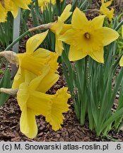 Narcissus King Alfred