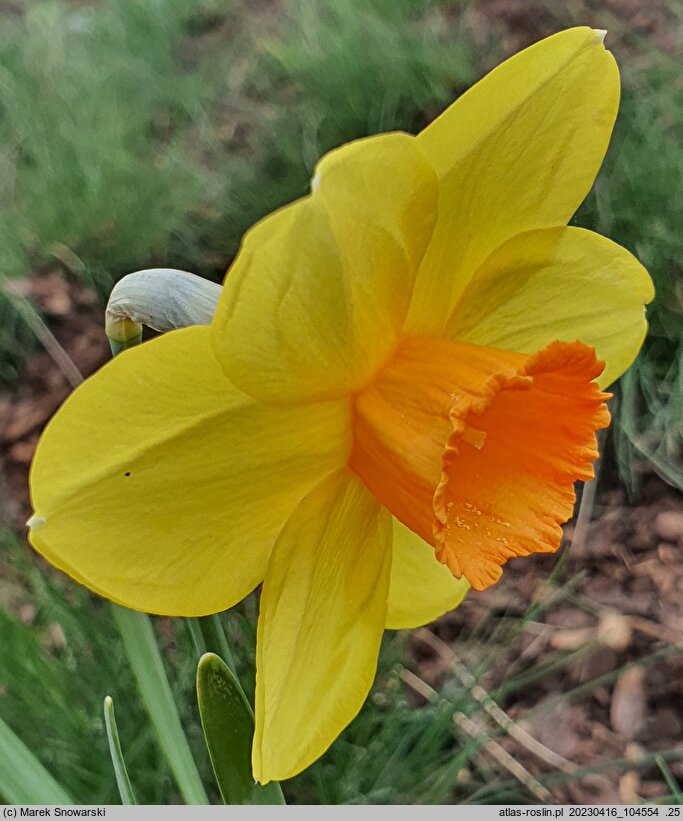 Narcissus Indian Ruler