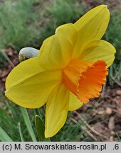 Narcissus Indian Ruler
