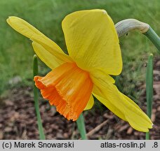 Narcissus Indian Ruler