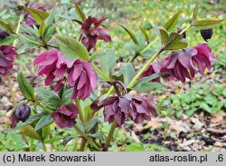 Helleborus ×hybridus Double Ellen Red