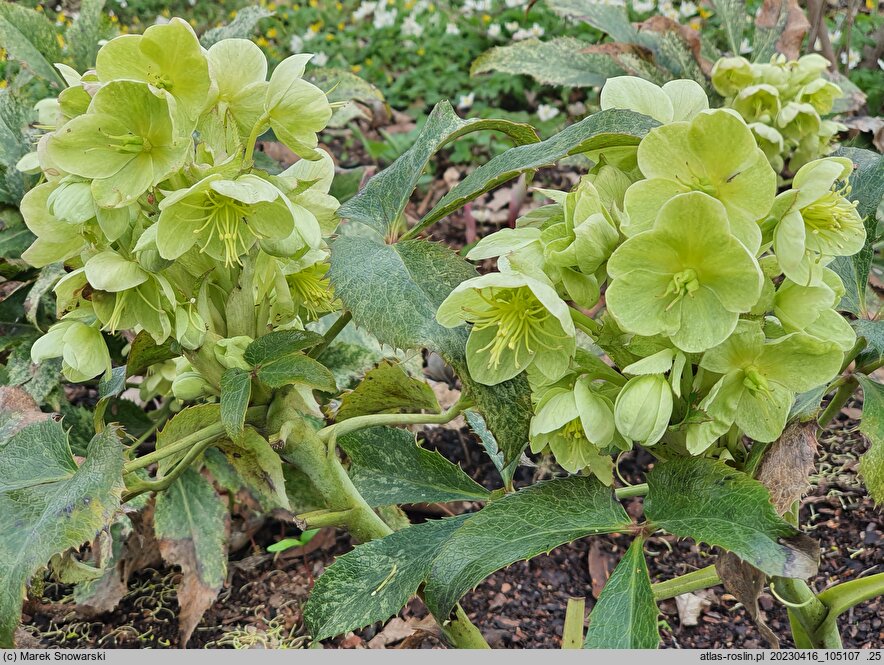Helleborus argutifolius Pacific Frost