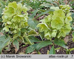 Helleborus argutifolius Pacific Frost