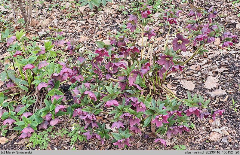 Helleborus ×hybridus Red Lady