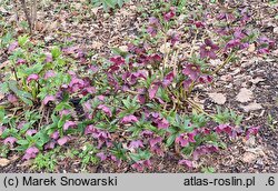 Helleborus ×hybridus Red Lady