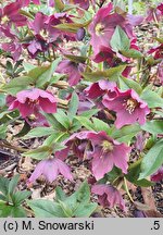 Helleborus ×hybridus Red Lady
