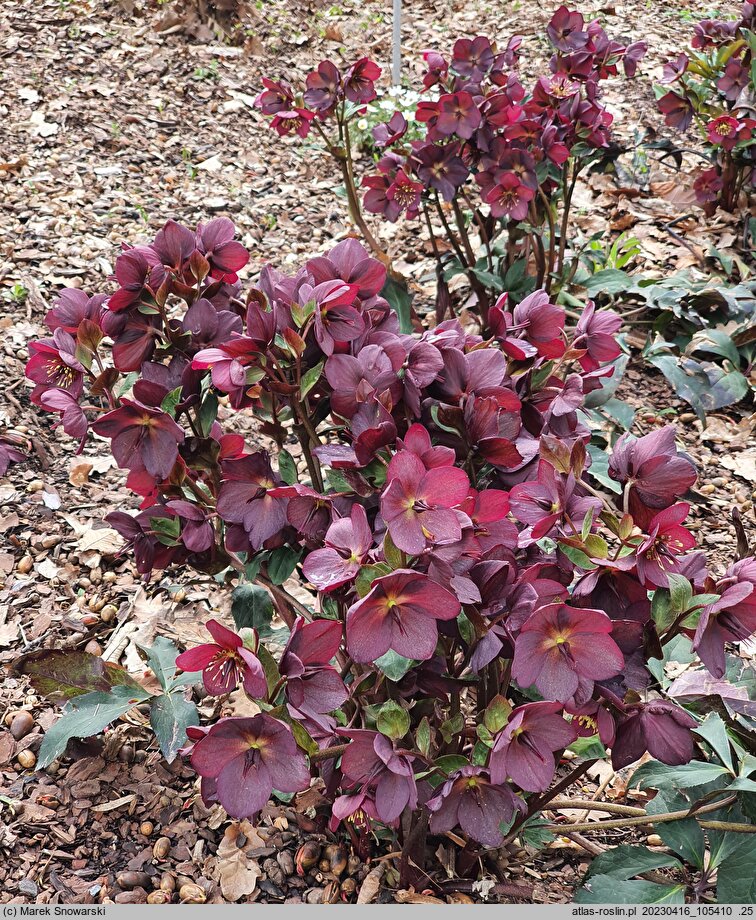 Helleborus HGC' Ice 'n' Roses Red