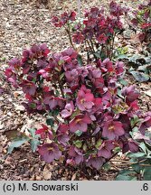 Helleborus HGC' Ice 'n' Roses Red