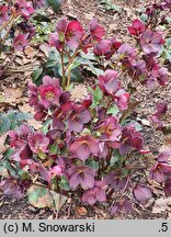 Helleborus HGC' Ice 'n' Roses Red