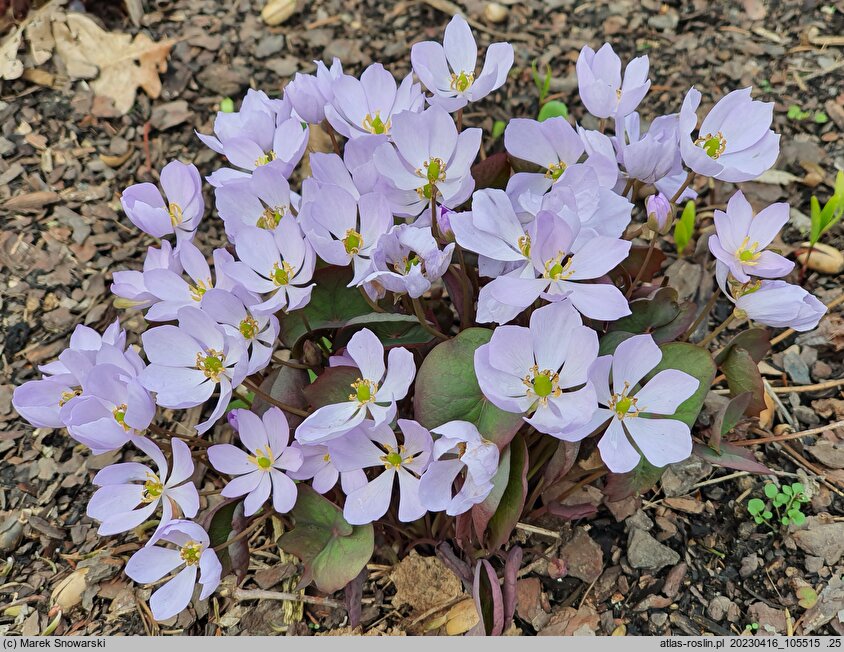 Plagiorhegma dubium (jeffersonia zwodnicza)