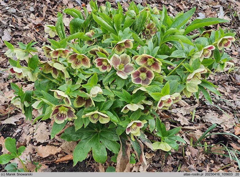 Helleborus Romantic Getaway