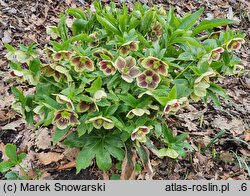 Helleborus Romantic Getaway