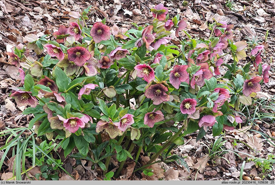Helleborus orientalis Pink Ws