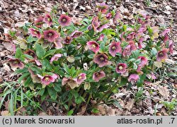 Helleborus orientalis Pink Ws