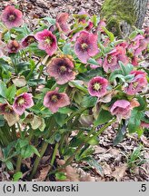 Helleborus orientalis Pink Ws