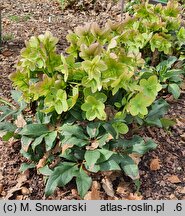 Helleborus ×ericsmithii Malory