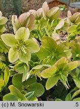Helleborus ×ericsmithii Malory