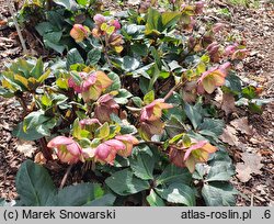 Helleborus ×iburgensis (ciemiernik iburgski)