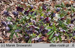 Helleborus orientalis Slaty Blue Ws