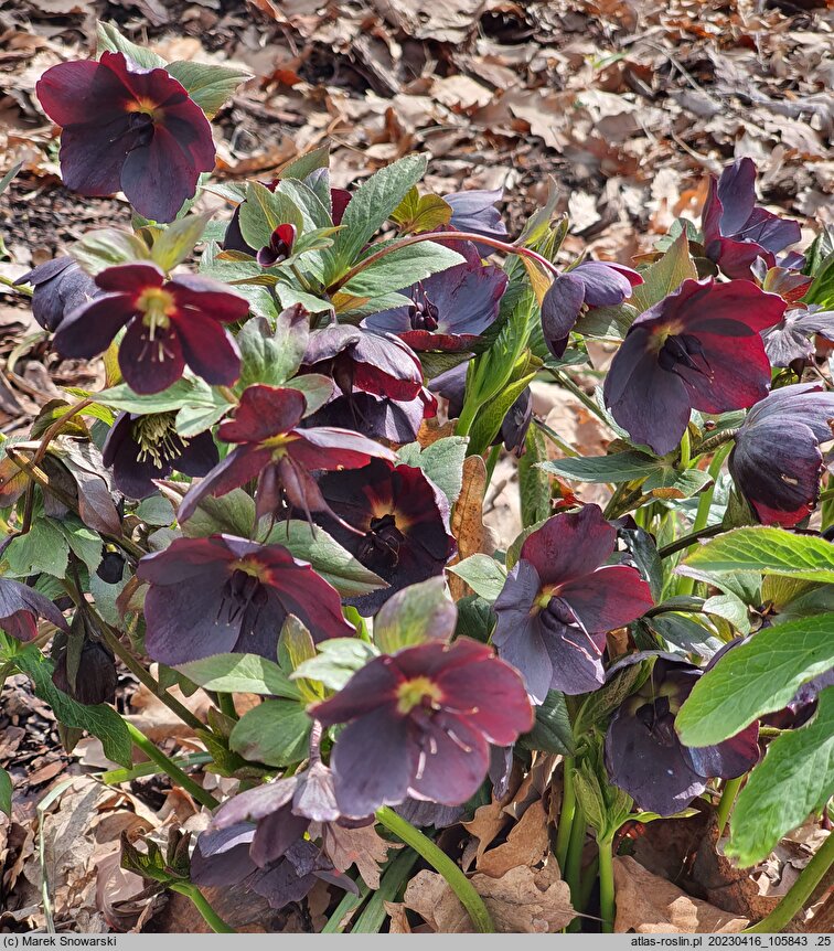 Helleborus orientalis Slaty Blue Ws