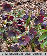 Helleborus orientalis Slaty Blue Ws