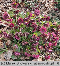 Helleborus ×hybridus Pretty Ellen Purple