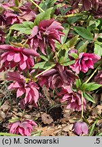 Helleborus ×hybridus Pretty Ellen Purple