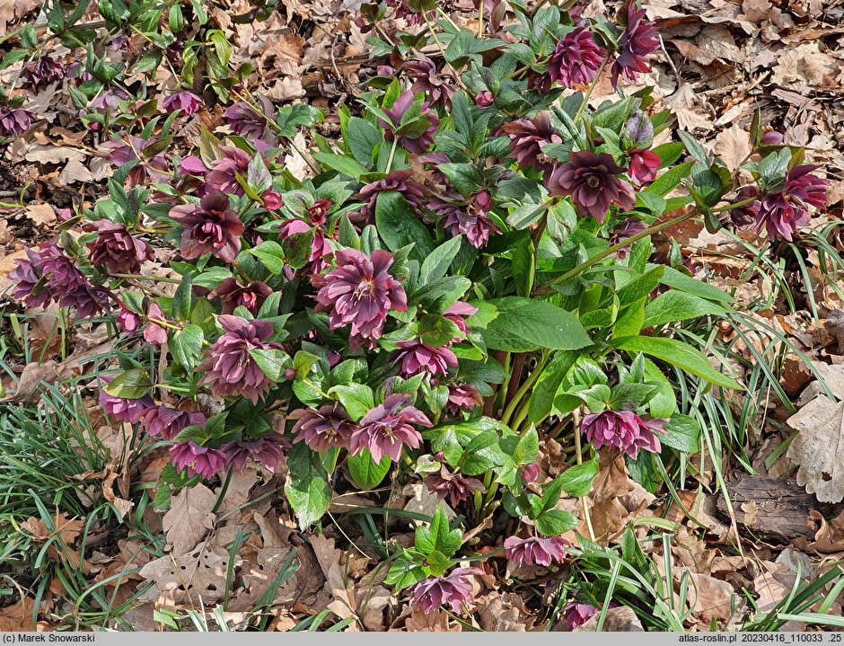 Helleborus ×hybridus Pretty Ellen Purple