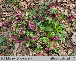 Helleborus ×hybridus Pretty Ellen Purple