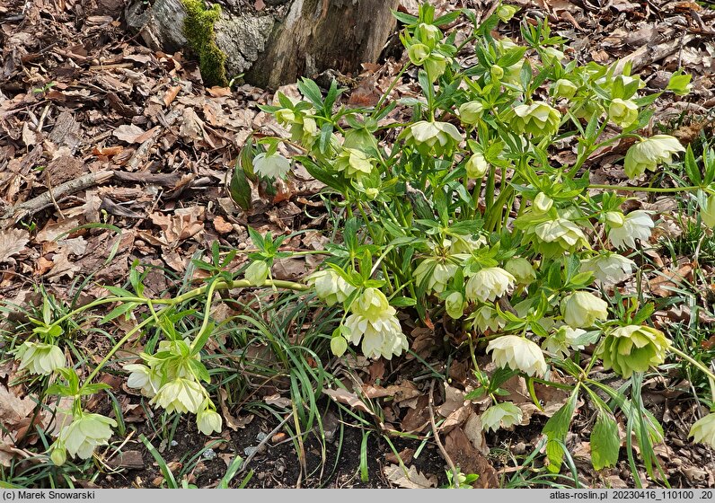 Helleborus orientalis Pretty Ellen Spotted