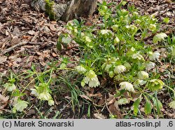 Helleborus orientalis Pretty Ellen Spotted