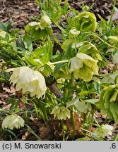 Helleborus orientalis Pretty Ellen Spotted