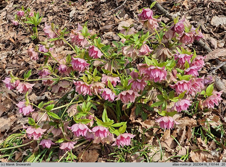 Helleborus ×hybridus SP Frilly Isabelle