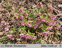 Helleborus ×hybridus SP Frilly Isabelle