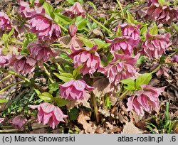Helleborus ×hybridus SP Frilly Isabelle