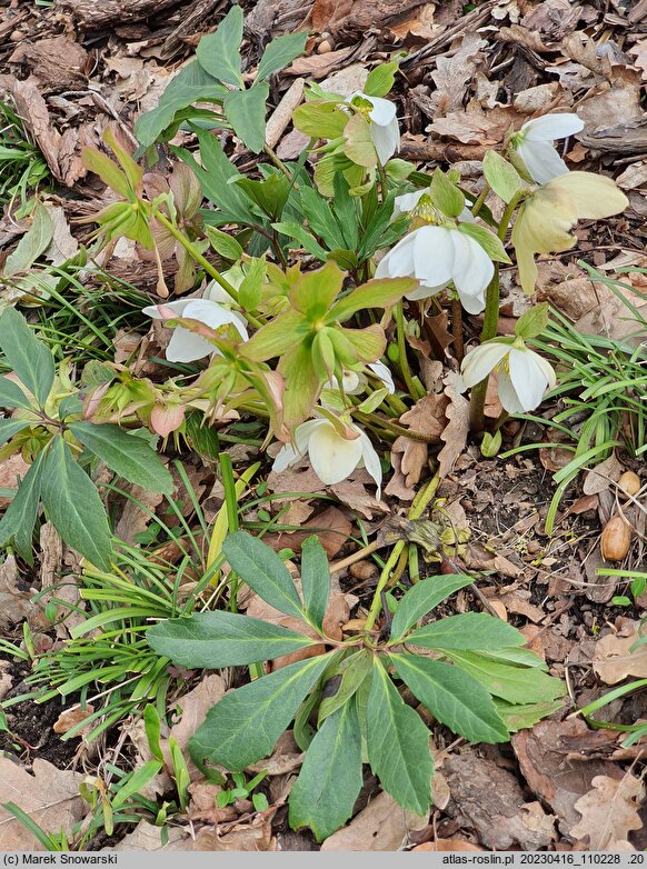 Helleborus niger Praecox