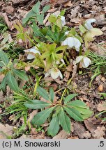 Helleborus niger Praecox
