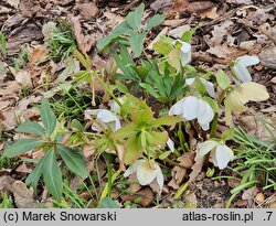 Helleborus niger Praecox