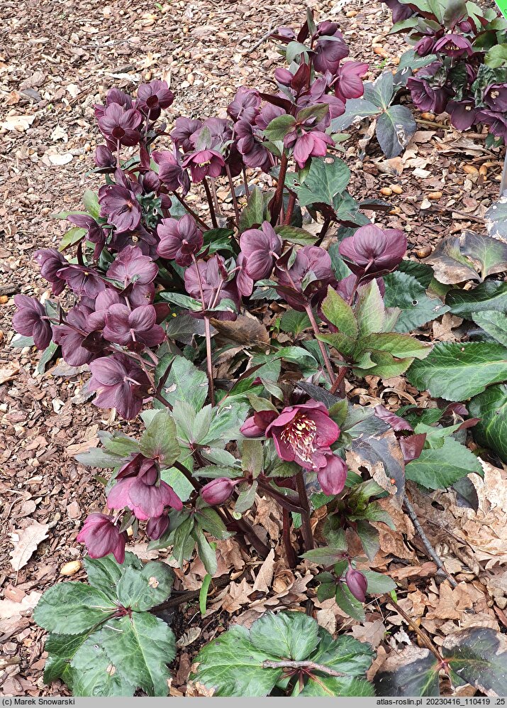 Helleborus ×glandorfensis Coseh 6000