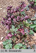 Helleborus ×glandorfensis Coseh 6000