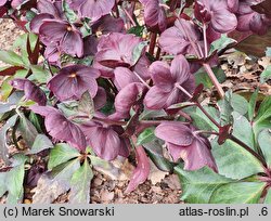 Helleborus ×glandorfensis Coseh 6000
