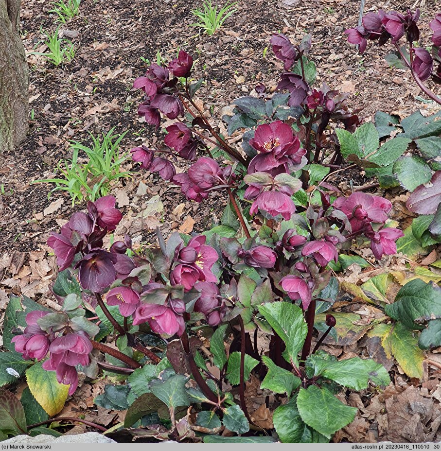 Helleborus ×glandorfensis Coseh 4600