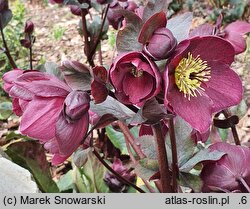 Helleborus ×glandorfensis Coseh 4600