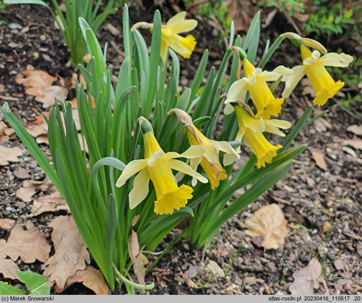 Narcissus minor (narcyz drobny)