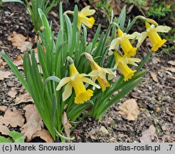 Narcissus minor (narcyz drobny)