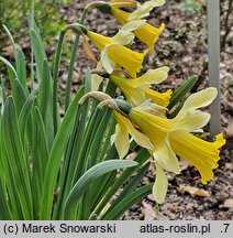 Narcissus minor (narcyz drobny)