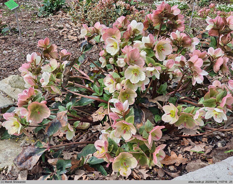 Helleborus ×glandorfensis Coseh 5500